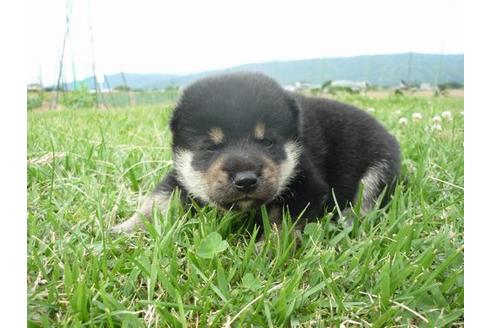 成約済の長野県の柴犬-50698の1枚目